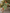 Savannah Dress Green/Orange