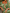 Savannah Dress Green/Orange